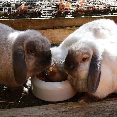 Landgasthof Roessle Hotel